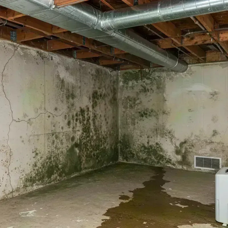 Professional Mold Removal in Jersey County, IL